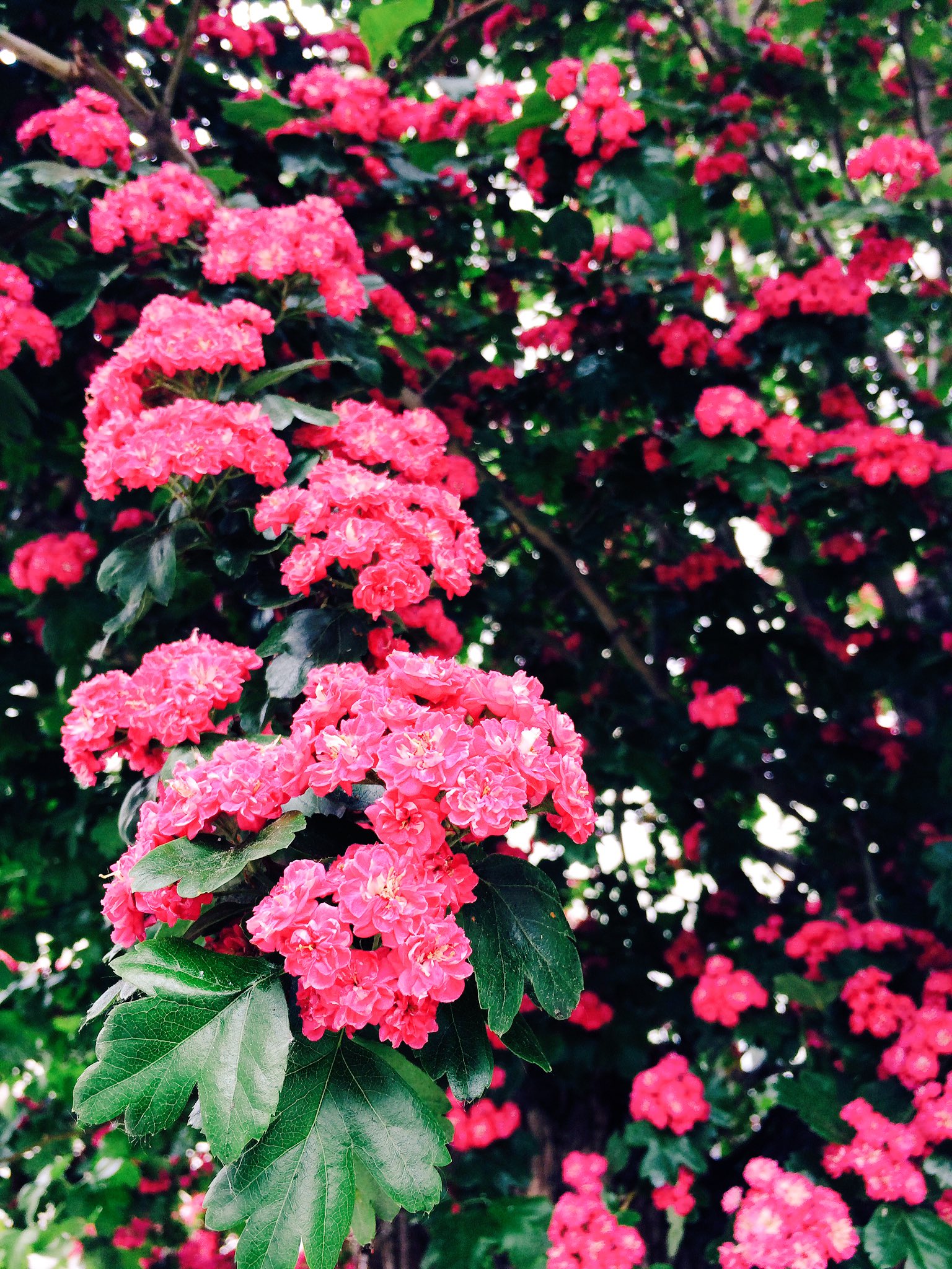 小栗左多里 この赤い花の街路樹もよく見かける あと薄いピンクの蔦っぽい花と 渋いピンクの花 もう終わりかけ もあちこちに T Co Pwvecm9wn4 Twitter