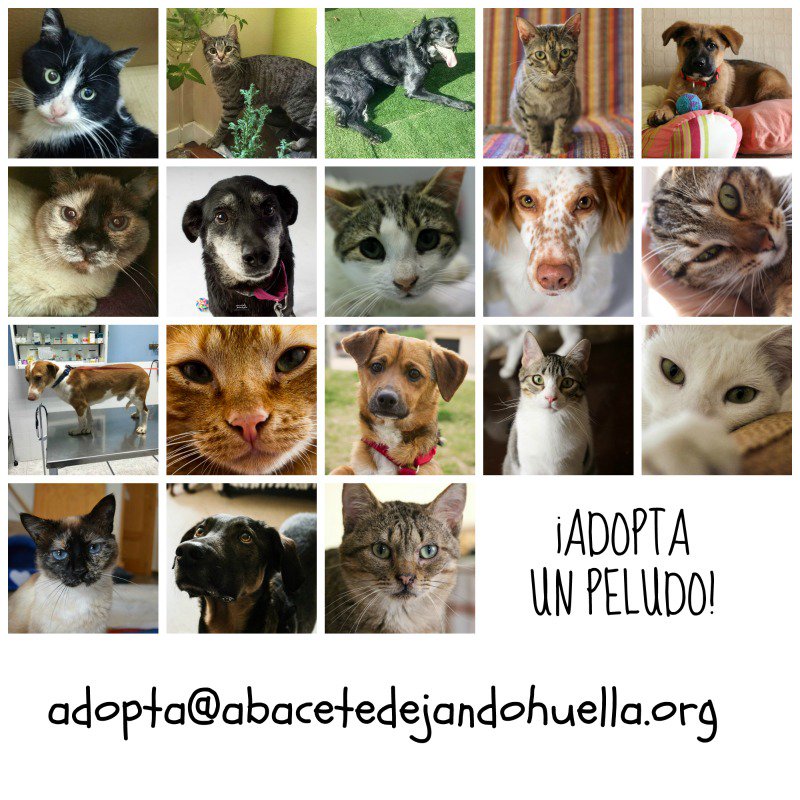 DejandoHuellaAB's tweet photo. Adopta un peque. Muchos no han conocido un hogar. Otros mejor no haber conocido lo que conocieron.... https://t.co/mizJQVWNMk