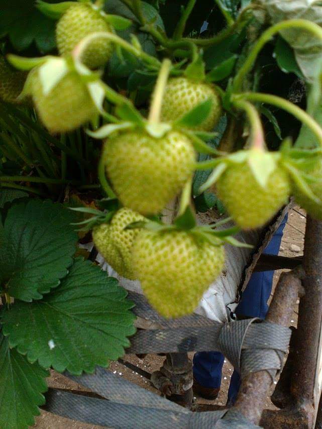 ddsantos04's tweet photo. @pdossantos2205 @sarahmorton1231 @janefaulds    Food Heroes Tour. Great day at East Seaton Farm. 💕🍓 https://t.co/MMwHlzMK16