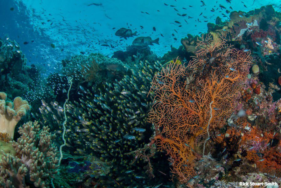oceana's tweet photo. A new study shows that biodiversity makes fish more resilient against #climatechange https://t.co/4Zw9HNl05D https://t.co/gi7vysw3K7