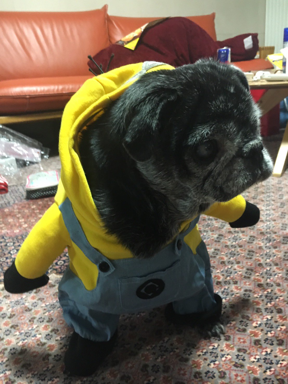 Uzivatel Nabesama Na Twitteru アメリカで買ったミニオンの服を実家の犬 に着せてやった 立ってるように見えるだしょ 本当は動画も撮りたかったけど 老犬でなかなか歩いてくれへん わんこ 犬服 ミニオンズ 二足歩行 T Co Damayznyyh Twitter