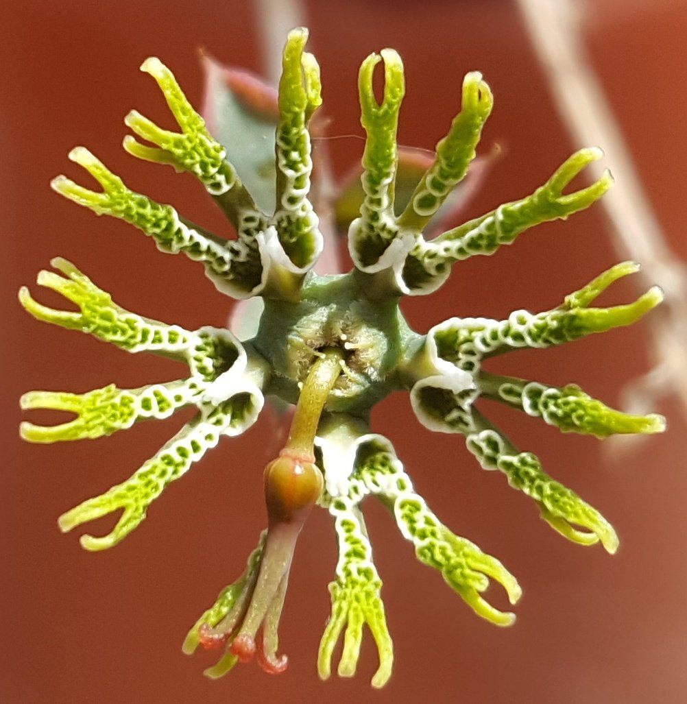 Paul_Rees_'s tweet photo. Euphorbia globosa must have one of the strangest flowers or correctly know as a cyathium. @KewAfrica @kewgardens https://t.co/O83RaTEOjG