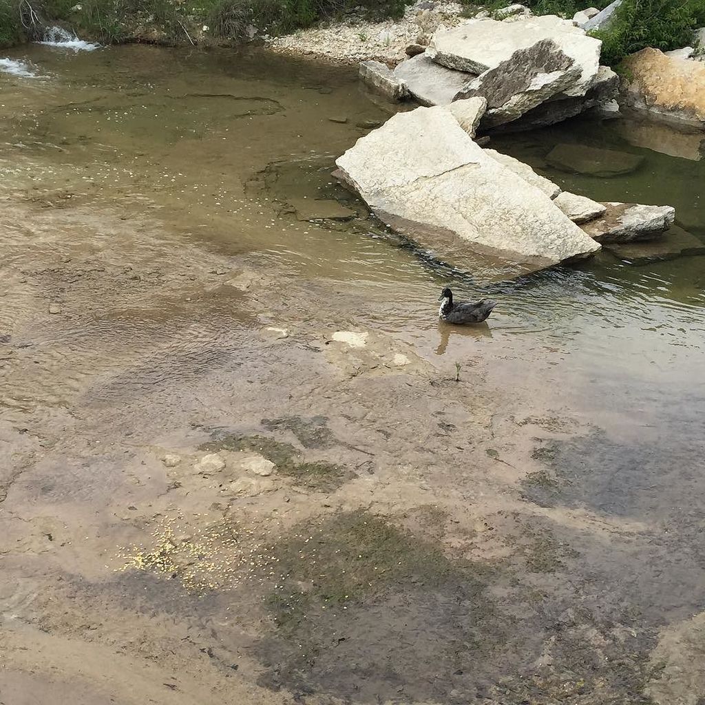 outandabout's tweet photo. Water fowl on Barton Creek at Bell Springs Road north of Dripping Springs. #Texas #TexasRi… https://t.co/qaa79INyNs https://t.co/qCLFsJNWvq
