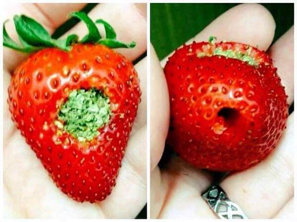 420xThoughts's tweet photo. smoke organic 🍁🍓 https://t.co/miEEx01F6I