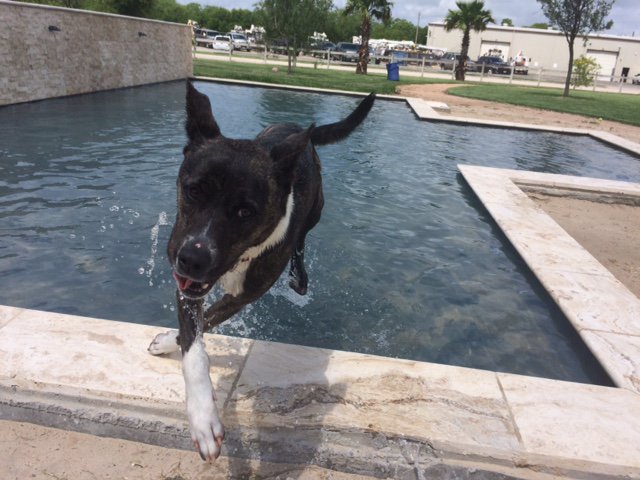 VailDailyDogs's tweet image. #AdpotaDog: Tiffany, 2 yrs old, house trained, likes kids, dogs and cats. Email simonehorness@yahoo.com.