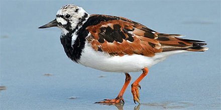 SMBC's tweet photo. Come w/ us to DE (5/21) to see shorebirds in all their spring resplendence! #peakmigration https://t.co/sZnybuv3Xg https://t.co/UaZFLpphAm