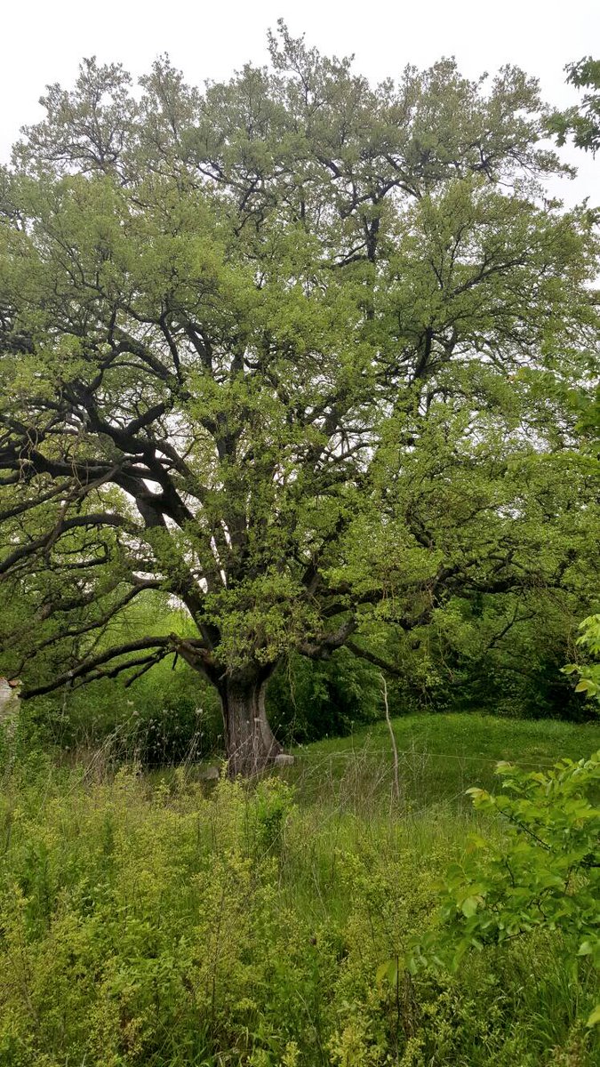 DALTARTUFAIO's tweet photo. We are now harvesting summer black truffle! https://t.co/Ra05ZU6lVq