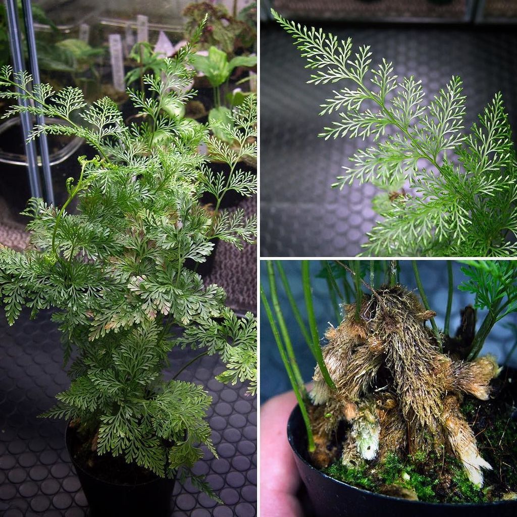 すかふ 冬眠中 Davallia Fejeensis シダ ダバリア スノードロップ便 Tumblr 本日着弾の第二弾 同じくスノードロップ便からダバリア フィジー固有種 さっきのと T Co Fqsrhbralt