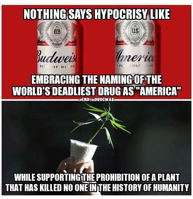 mzstoned's tweet photo. A plant that's killed no one in the history of humanity. #EndTheDrugWar #LegalizeMarijuana https://t.co/GZUiByEIfO
