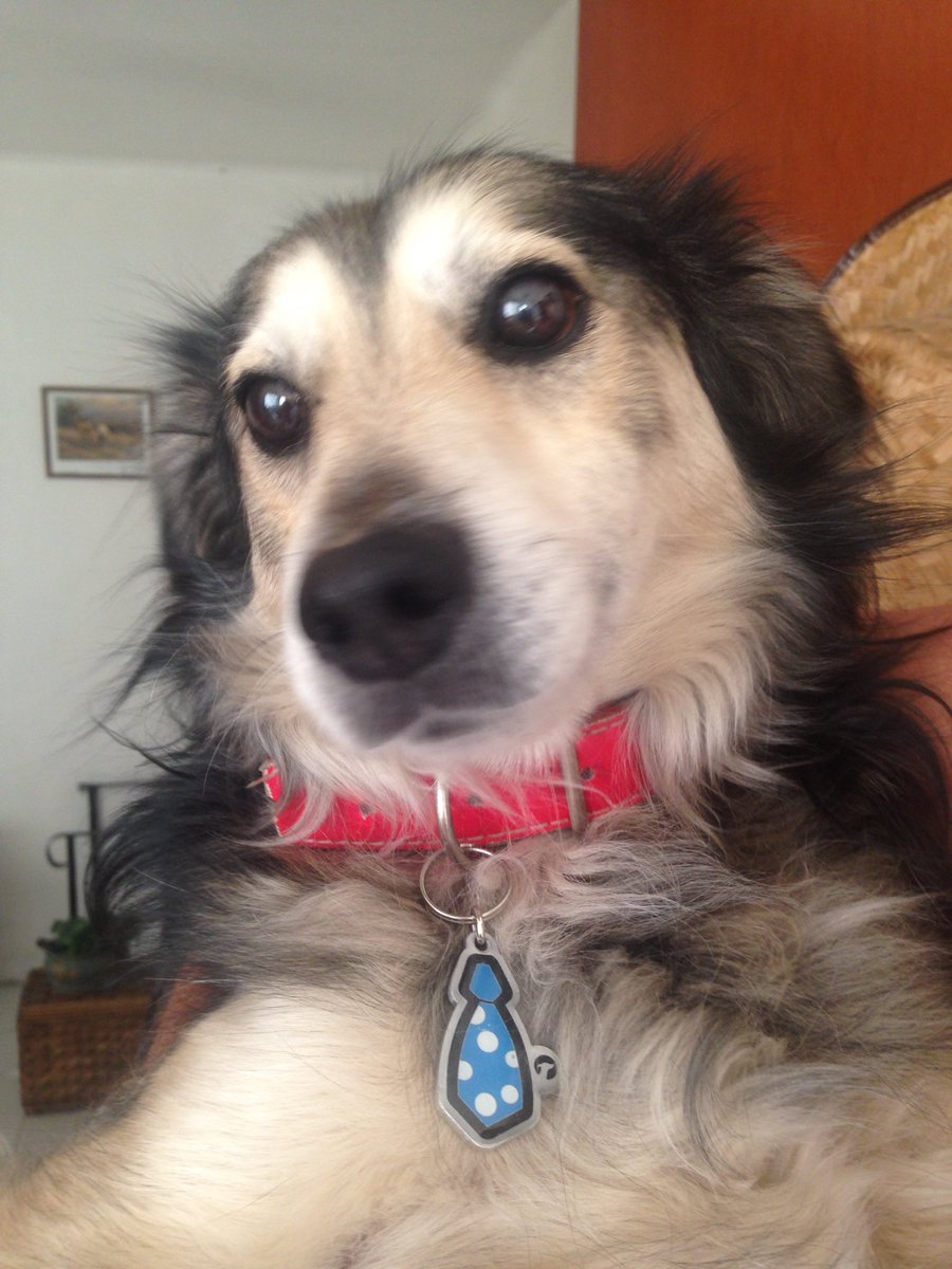 dogiftmx's tweet photo. Garufa presumiendo su Plaquita #extradoginary pedidos 5539000938 @c_insurgentes @InsurgentesSur @InsugenSanBorja https://t.co/QG4l0bAy5U
