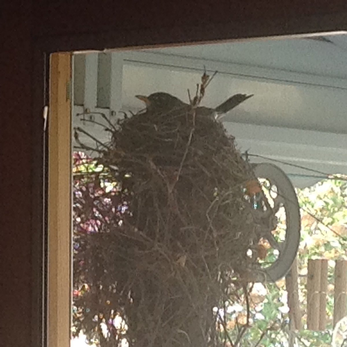 excessquotes's tweet photo. @Vicki_LondonON   We cannot open the back patio door now for six weeks!.  #robins #nest @juliectv #trending #spring https://t.co/Z09GNy0HMY