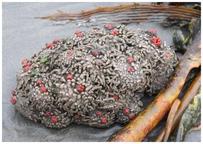 【閲覧注意】チリに生息する「生きた岩」がグロすぎワロタｗｗｗ