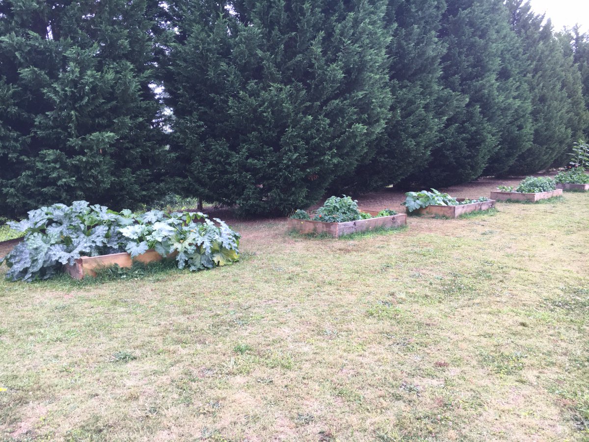 mediamanchris's tweet photo. MTC Garden PBL results!  @RealMrsMoss @JulezRulez71 #ensuringsuccess #educatingGASfuture #pbl https://t.co/LJSZgun3Qv