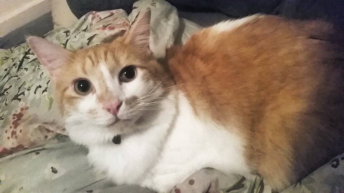 Sir Mittens tweet media