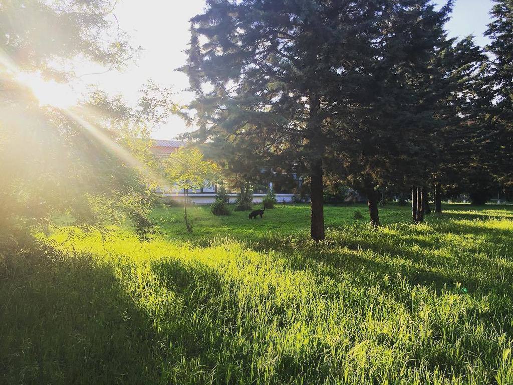 MarieTalak's tweet image. Day 2. #skopjestory #eveningwalk #workpath #park #dog #skopje #tw ift.tt/1ss6w51