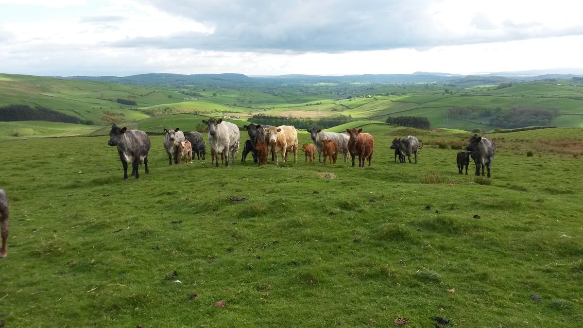Out to Morecambe Bay #favouritefood <a href="/nativebreedsGB/">#NativeBreeds</a> <a href="/BlueGreyCattle/">Blue Grey Cattle</a> <a href="/Luing_Cattle/">Luing_Cattle</a>