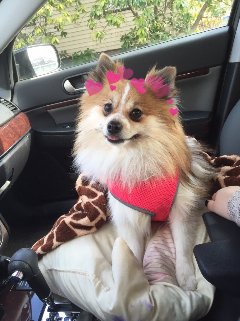 hearts on puppies (@heartsonpups) on Twitter photo 