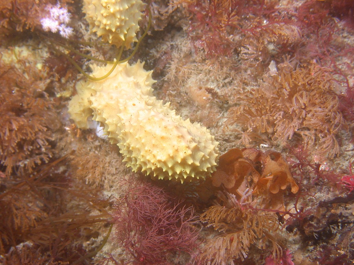 EurekAlert's tweet photo. .@USFResearch scientists discover Antarctic sponge extract helps kill MRSA https://t.co/0CHWYoZh9F @EurekAlertAAAS https://t.co/f9KhafdWzM