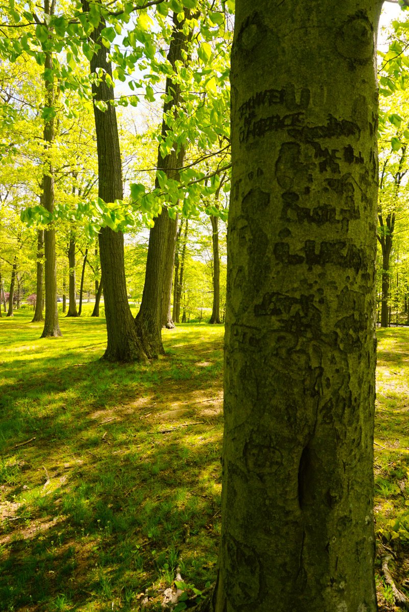 violetslens's tweet photo. #lovetree #graffiti? #hubbardpark https://t.co/5Pt8cBlVg1