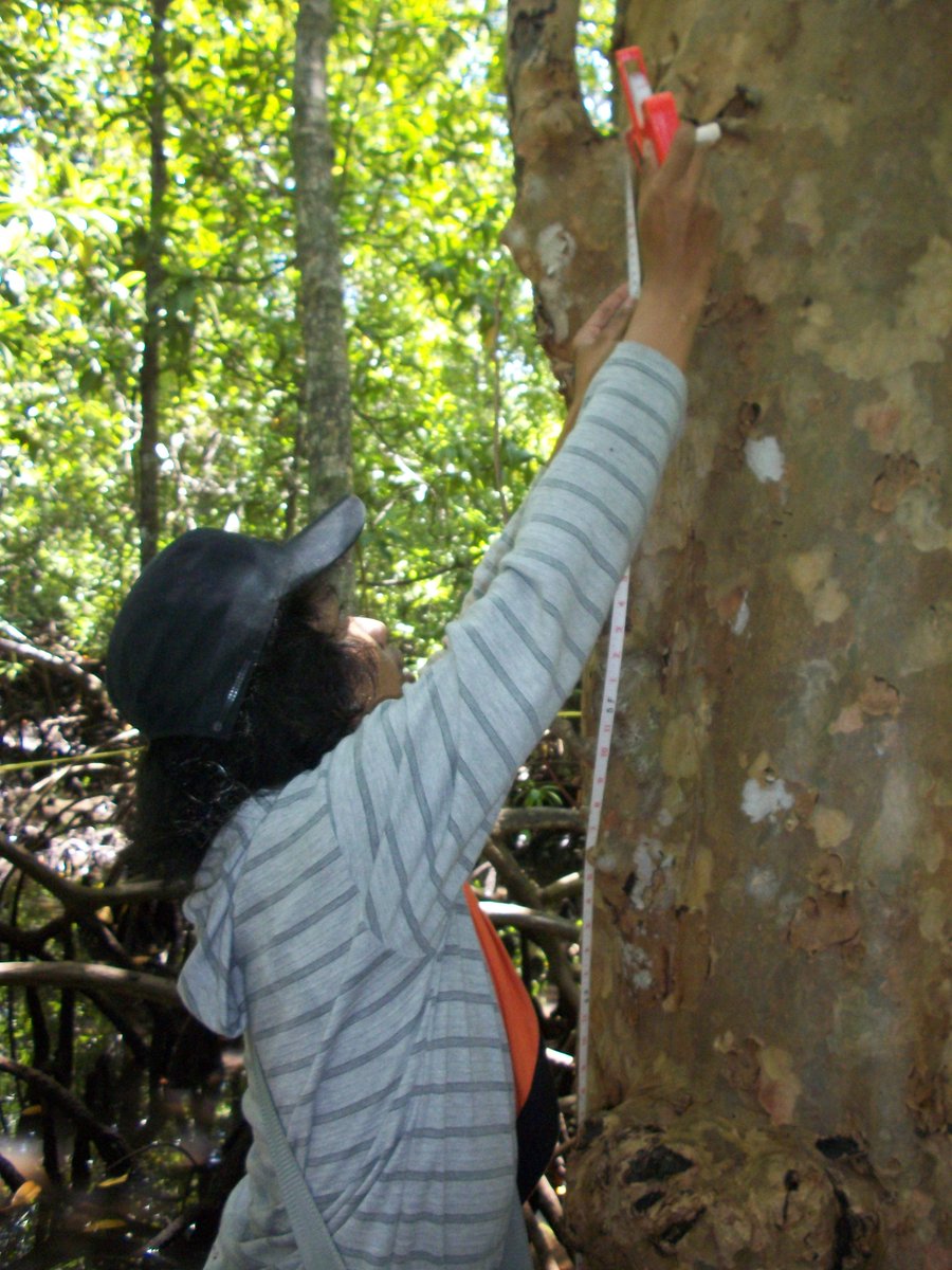 6. didalam kegiatan susur pantai kita bisa mengenal lebih tentang analisis vegetasi.