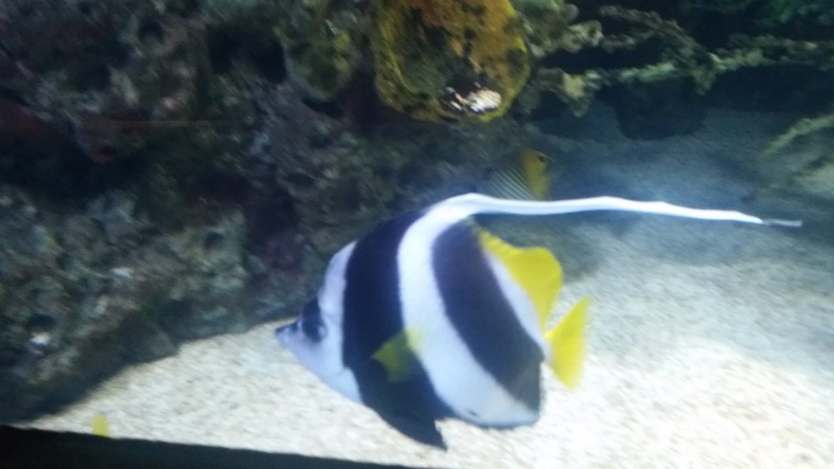 This zanclus carnescans says 'shark bait. ..hoo ha ha' #TorontoBioPhysics2016