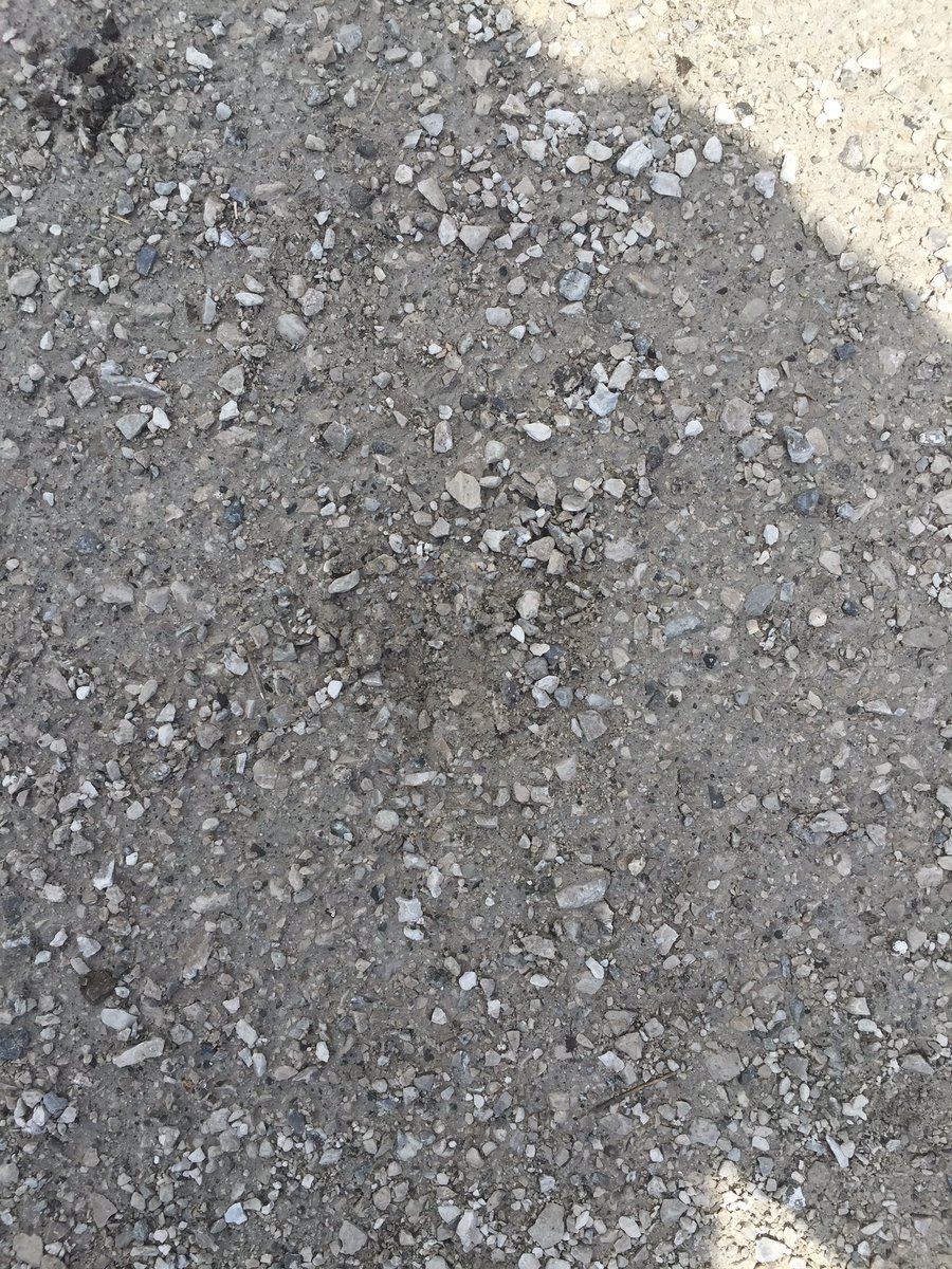 davisr_lhs's tweet photo. 4. Dog track @msball_lhs #bakerhunt #pickers https://t.co/TIAol0dwg8