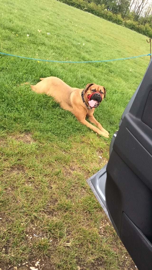 LeahRP1's tweet photo. love walking this monster https://t.co/cBNg5LxA6W