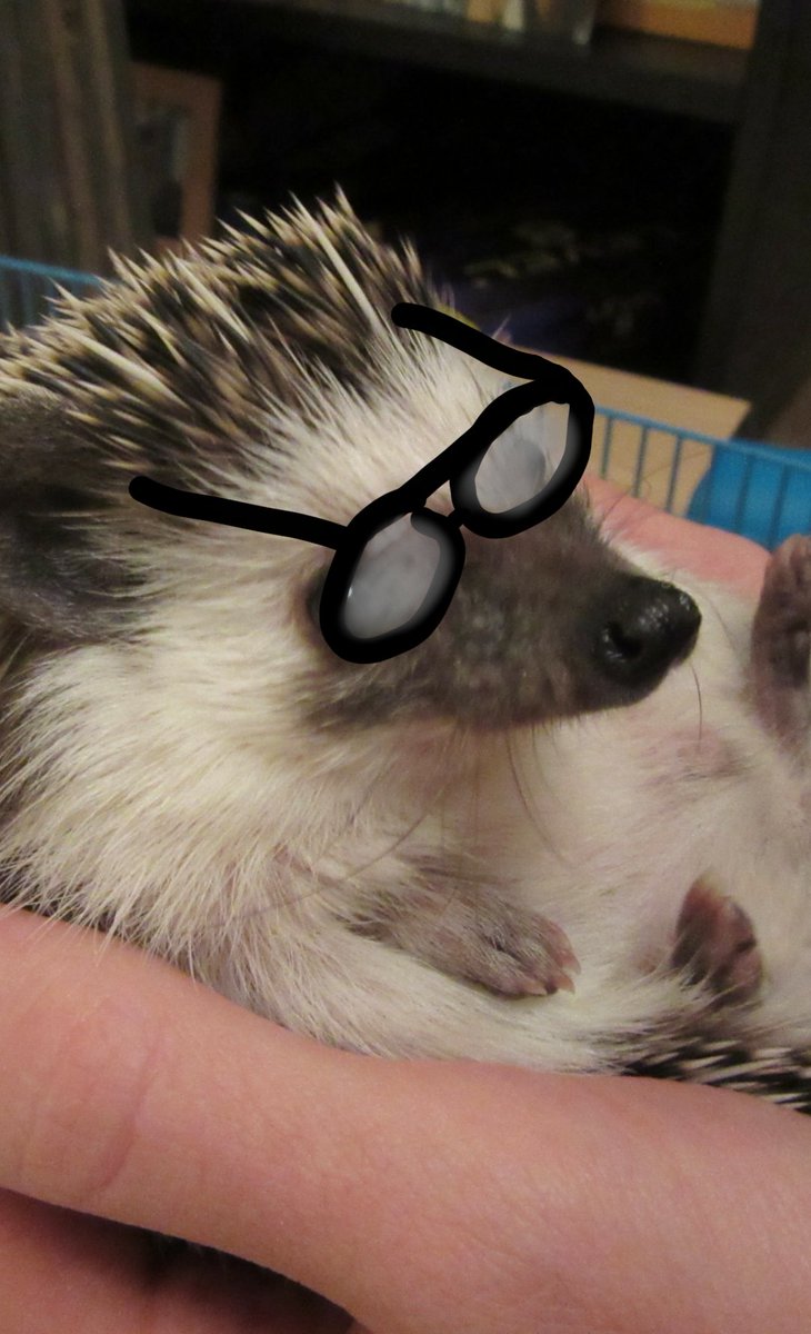 a_hedgestein's tweet photo. I am an intellectual hedgehog :D
#hedgehogs #pets #cute #smart #clever #funny #adorable #animals https://t.co/KD1CY33Sq8