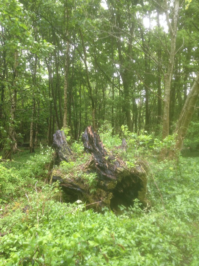 ashortstay's tweet photo. Another one slain. Don't they realise? #dragons #magicreal https://t.co/ebC8FwxWZX