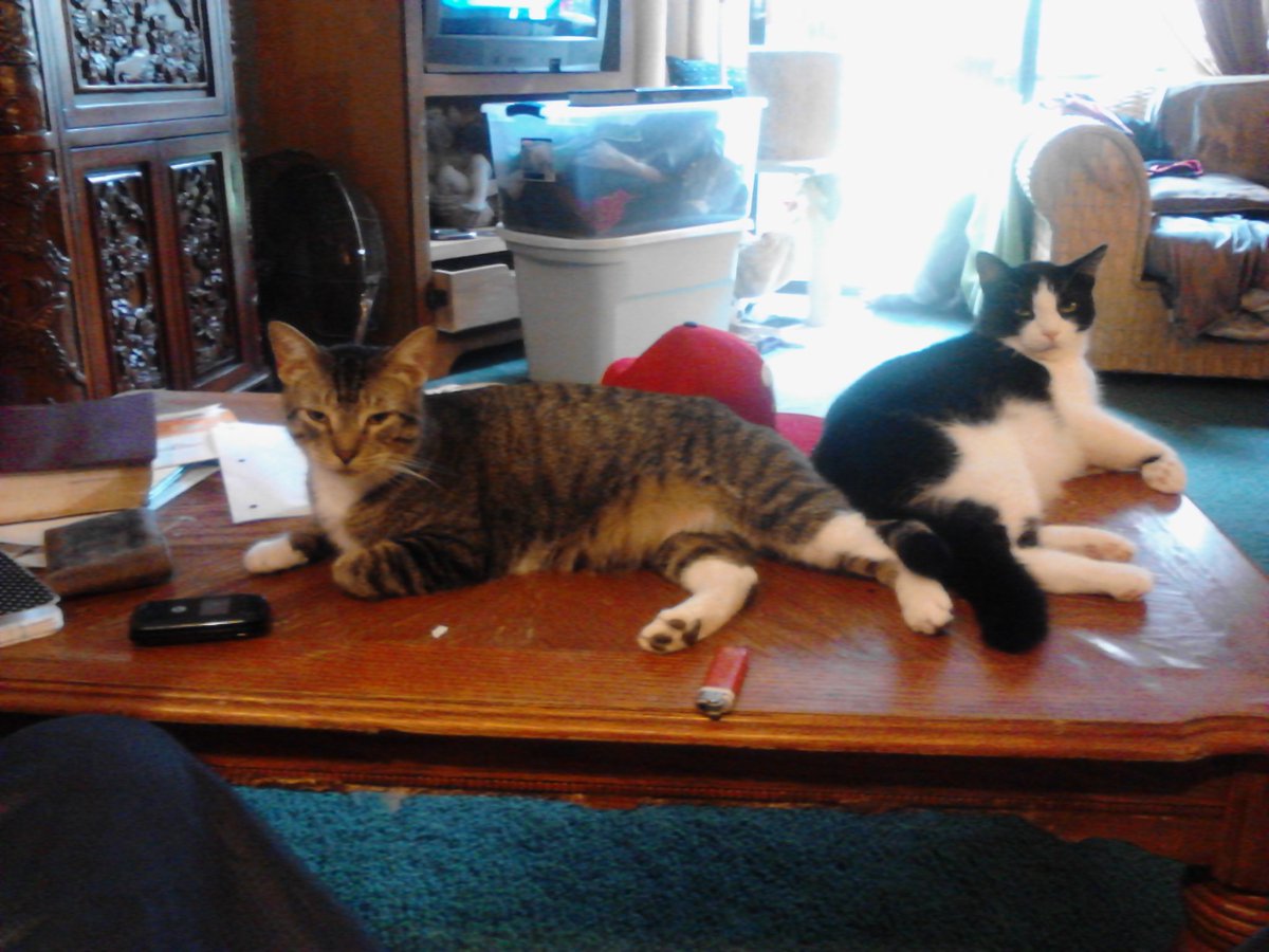 YourFlightNanny's tweet photo. #Retrying again. I canNOT understand it to save my life. My boys, Simon and Yin Yang aka Big Handsome
#LoveMyCats https://t.co/Ia7gHLzayu