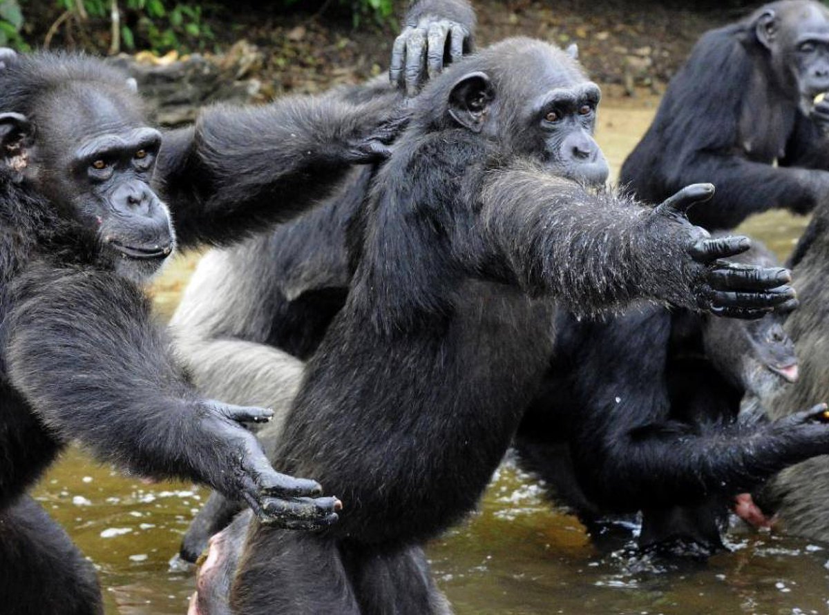 Hollene's tweet photo. Will @NYBloodCenter &amp; Partner @MetLife Respond 2 Pleas of @JaneGoodallInst To Feed Chimps? https://t.co/WRkPFZcXLJ https://t.co/qh6bCqeRjy