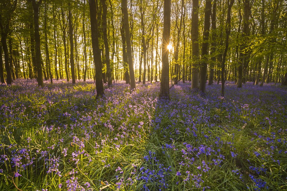 MShannonPhoto's tweet photo. Bluebell Wood @CanonUKandIE @LEEFilters @ourwigtownshire @DGWGO @ourdg @VisitSWScotland @VisitScotland #stranraer https://t.co/TcXE9BCfS8