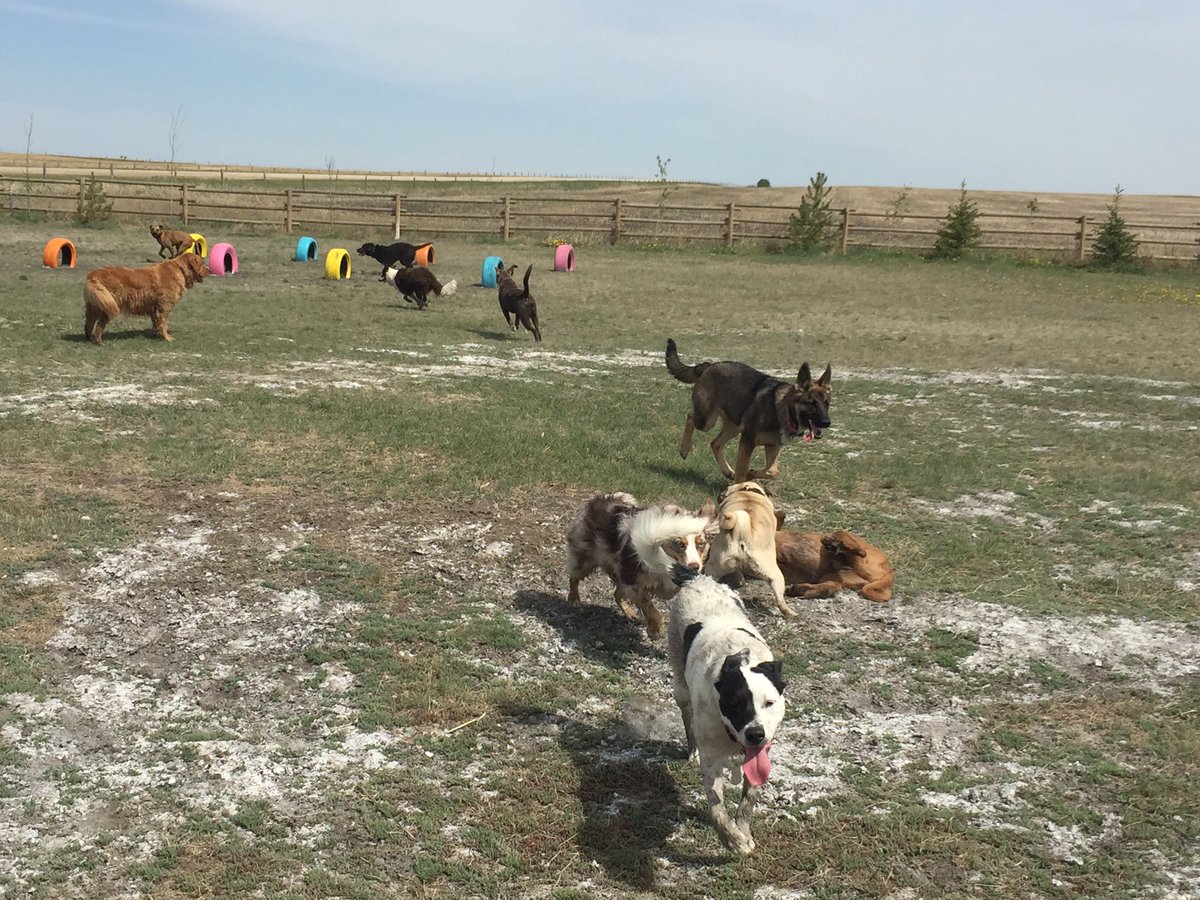 CrateEscape1's tweet photo. Morning pack fun #Airdrie #doggiebus #dogsoftwitter https://t.co/Nx8nvVhFJi