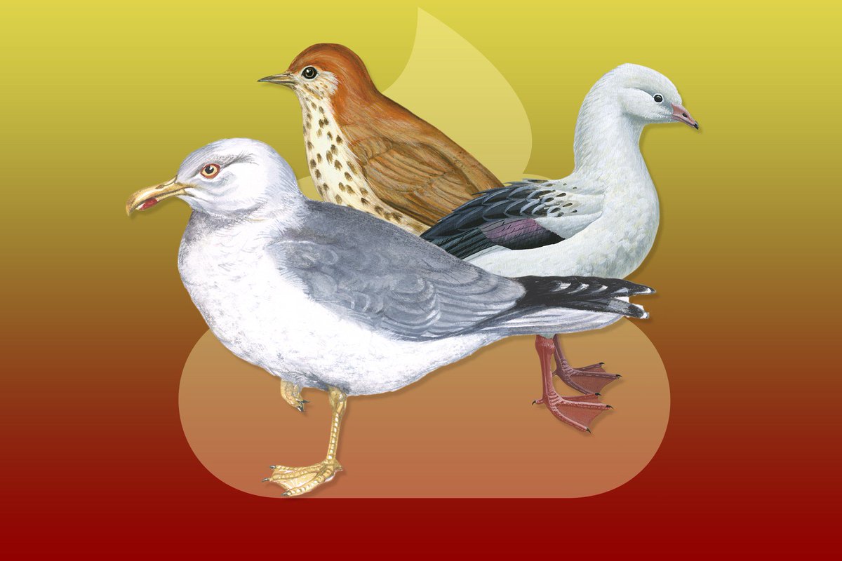 pressnational1's tweet image. (GQ) These Are The 9 #Lamest #Birds In The World : Some birds sing beautiful songs. But.. inusanews.com/article/333752…