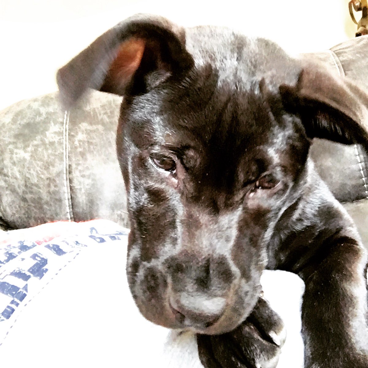 jeff_graeber's tweet image. #windowdog #rescuedlabpuppy #chocolatelab #dogselfie