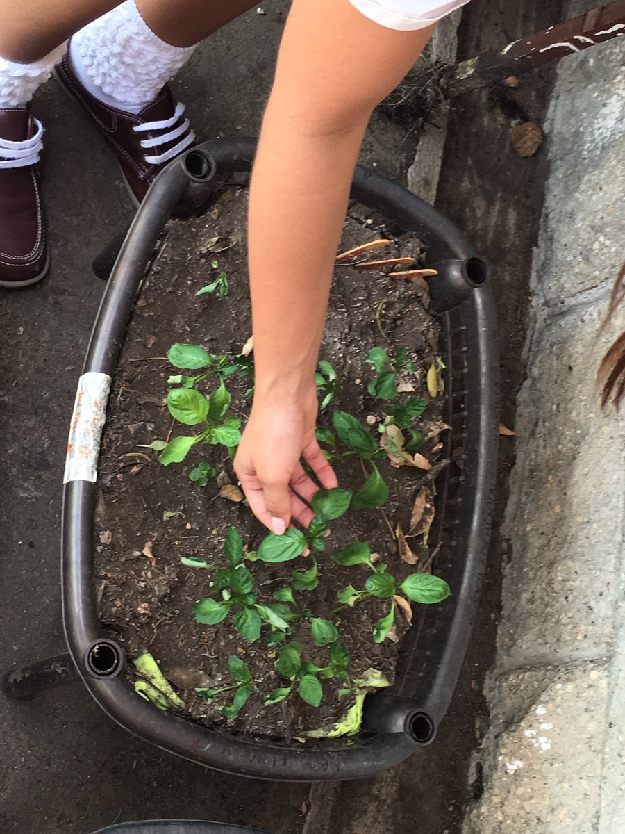 bscienceproject's tweet photo. Our plants are ready for the show tomorrow☀️🌶 https://t.co/TwiBP6rbsM