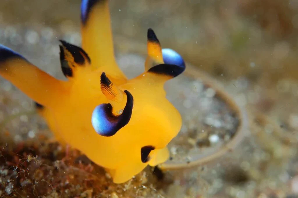 水の中にピカチュウ？ピカチュウに激似ウデフリツノザヤウミウシ！