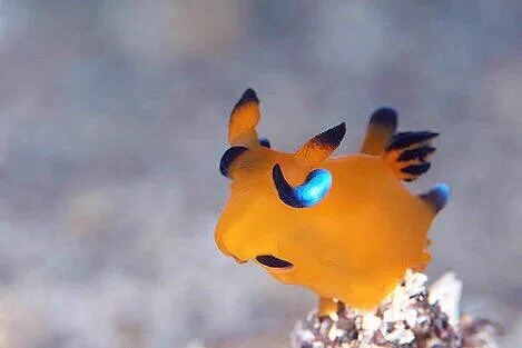 水の中にピカチュウ？ピカチュウに激似ウデフリツノザヤウミウシ！