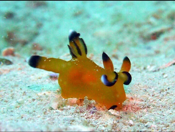 水の中にピカチュウ？ピカチュウに激似ウデフリツノザヤウミウシ！