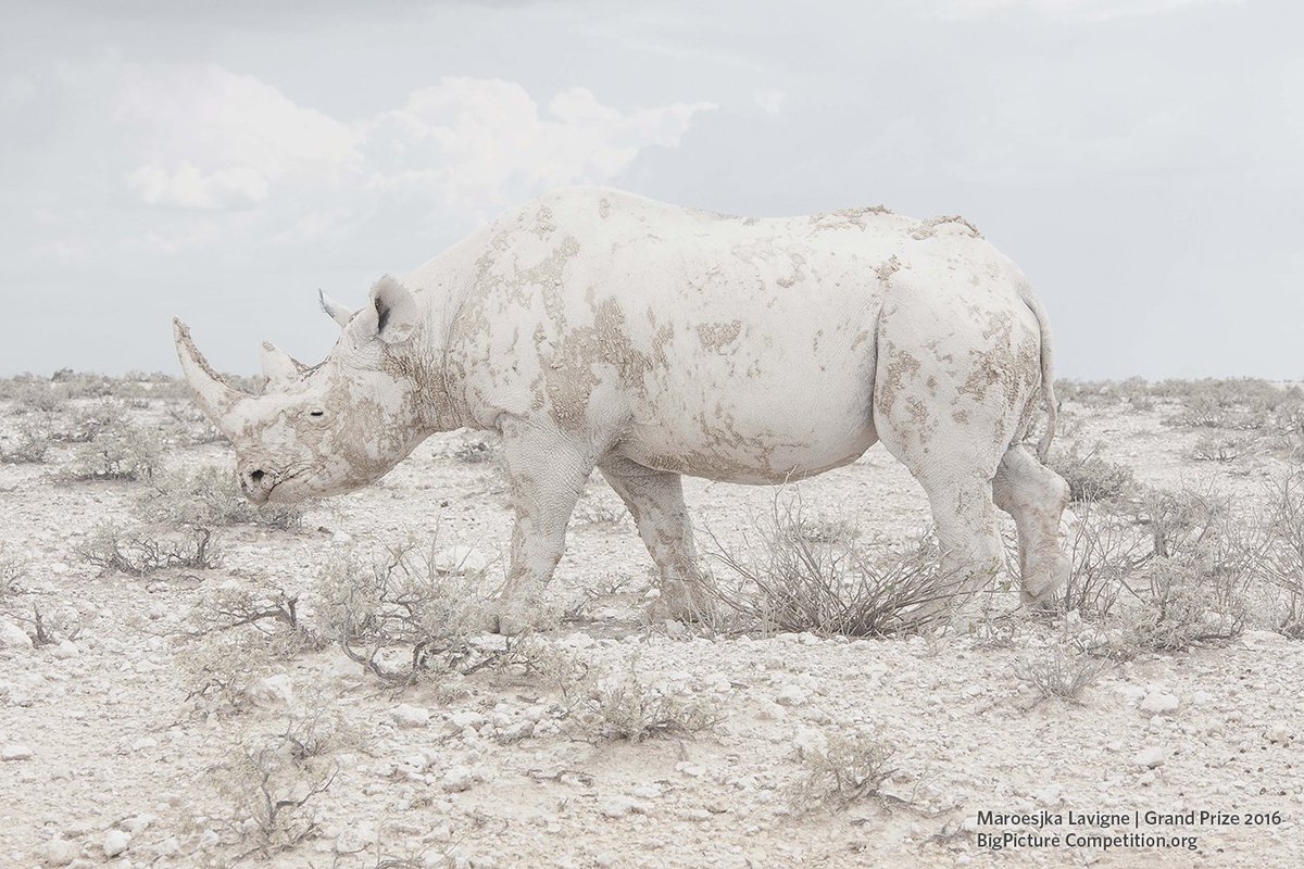 BigPicture (@bigpicturecomp) on Twitter photo 2016's GRAND PRIZE WINNER is <a href="/mrsjka/">maroesjka lavigne</a> w/this incredible white #rhino photo. Other winners: bit.ly/1TpHRIv 2016's GRAND PRIZE WINNER is <a href="/mrsjka/">maroesjka lavigne</a> w/this incredible white #rhino photo. Other winners: bit.ly/1TpHRIv