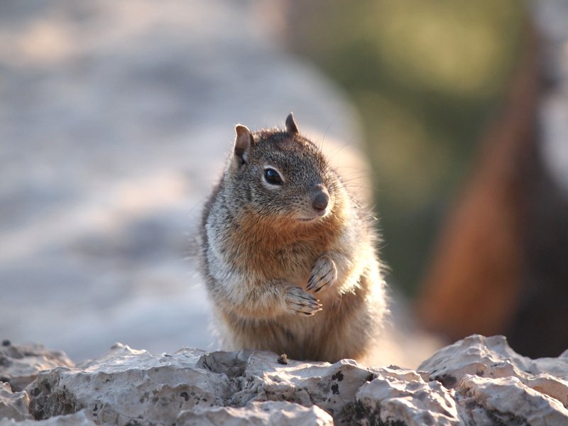 ヤク物 アドセンスクリック グランドキャニオン国立公園最凶の危険生物の一角 その名も リス 人間を含む多種の生命体に噛みつき 狂犬病を含む危険なウイルスに感染させる 冗談みたいな話だが 小型で獰猛なのでマジで危険 秘密にしておきたかった