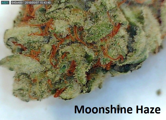 SCGenetics's tweet image. We are on Weedmaps, please check out our menu ! weedmaps.com/dispensaries/s…