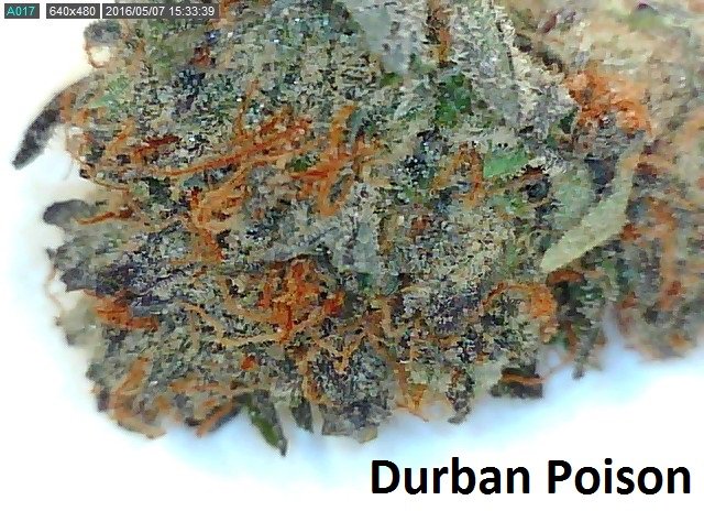 SCGenetics's tweet image. We are on Weedmaps, please check out our menu ! weedmaps.com/dispensaries/s…