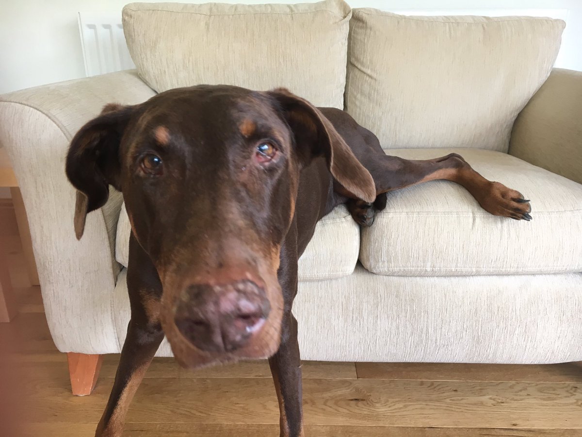 Toni_Turner_'s tweet image. "I've already said I'm not really on the sofa" face!