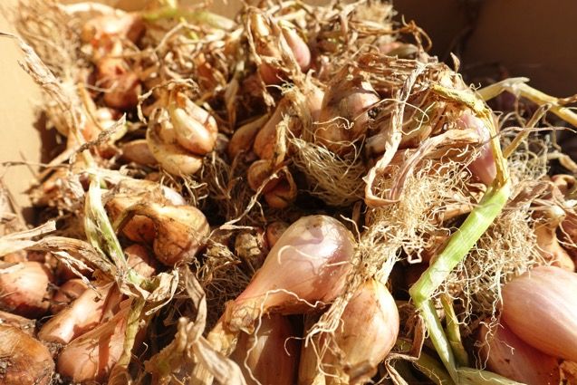 Ikehaya Nft Eth Cryptoninja クックパッドにもほとんど載っていないレシピ 農家レシピ 腐るほど採れる わけぎの球根 実はうまい まだ東京で消耗してるの T Co Tunumjploe