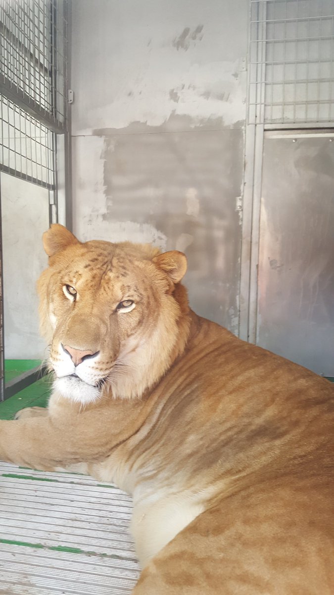 HawkSTEMClub's tweet image. Look who came to visit today....@HIntermediate #BigCats