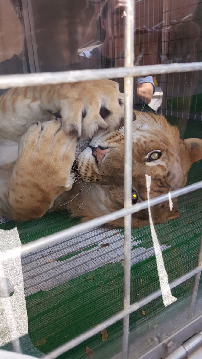 HawkSTEMClub's tweet image. Look who came to visit today....@HIntermediate #BigCats