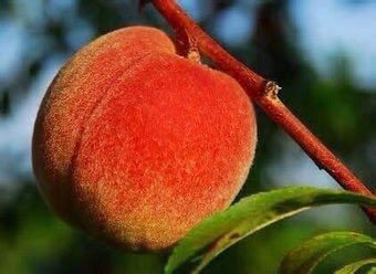 PardueSuzanne's tweet photo. You can be the ripest, juiciest
peach in the world, and there
is still going to be somebody
who hates peaches... https://t.co/xbyaHs3zLb