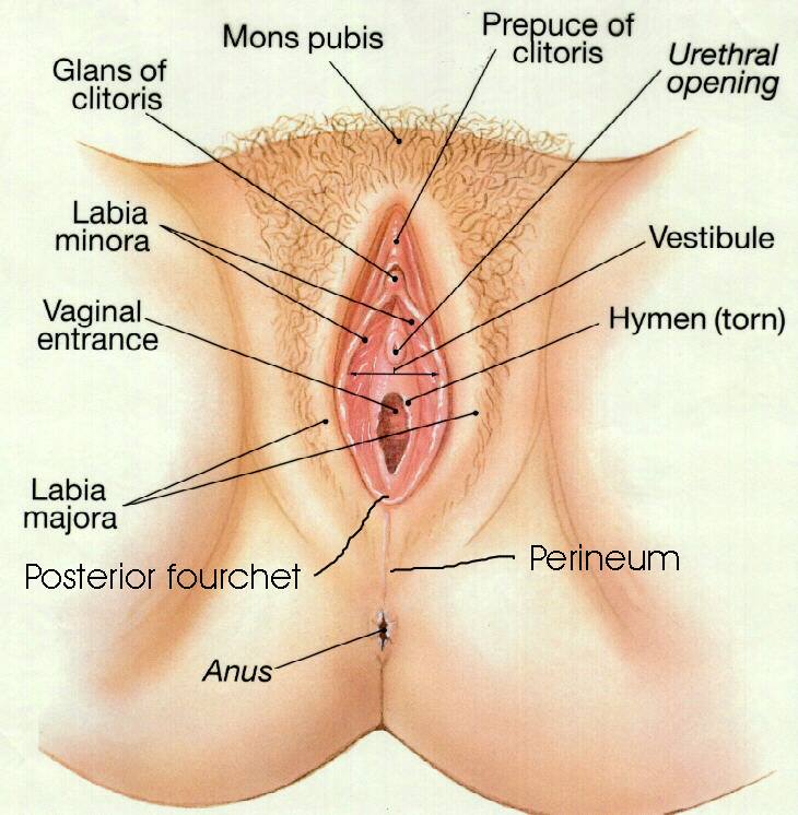 Facts about the clitoris that will revolutionize your orgasm