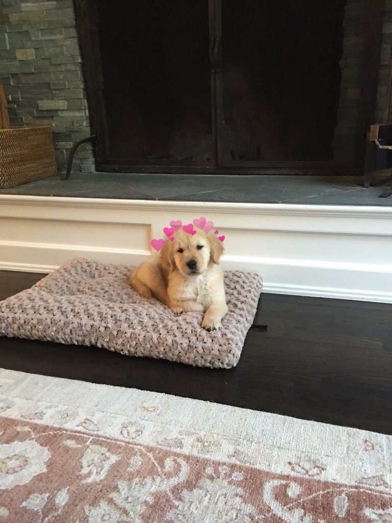 hearts on puppies (@heartsonpups) on Twitter photo 